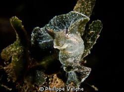 Green nudi dancer. by Philippe Velghe 